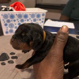 Boy 4 brown collar - Black and rust male Rottweiler puppy in Grand Rapids, Michigan from Rott-Squad Kennels