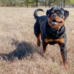 Rottweiler Puppies from Bronx Von Bridges Rottweilers