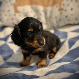 Blue - Black and tan male Dachshund puppy in North Port, Florida from Jessica Louise Dachshunds