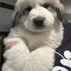 Pink - White and badger female Great Pyrenees puppy in Bloomington, Illinois from Odyssey Great Pyrenees