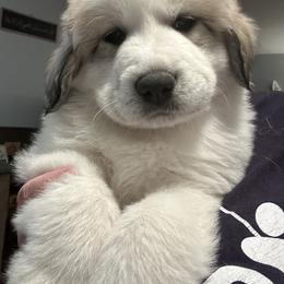 Pink - White and badger female Great Pyrenees puppy in Bloomington, Illinois from Odyssey Great Pyrenees