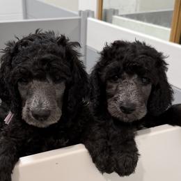 Beautiful litter of AKC Silver Standard Poodles - Silver male Poodle puppy in Decatur, Michigan from Lake Effect Poodles, Leesa’s Jewlz