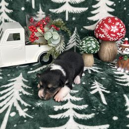 Holly - Black and tan female American Corgi puppy in Waskom, Texas from Piney Woods Corgis