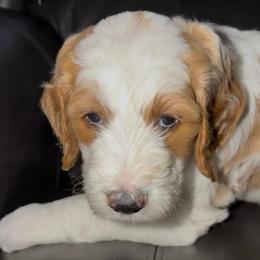 Dark blue collar - Parti male Goldendoodle puppy in Winchester, Tennessee from Mahaffey’s Doodles