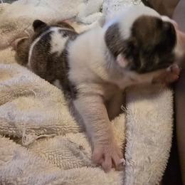 Larry - Red brindle and white male Bulldog puppy in Laurel, Montana from Bull Mountain Bulldogs