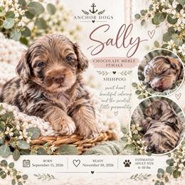 S ..A ..L ..L ..Y - Merle female Shihpoo puppy in Hooper, Utah from Anchor Dogs