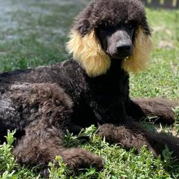 Poodles from Northern Skye Poodles