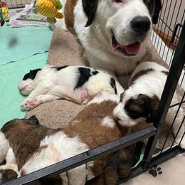 Saint Berdoodle Puppies from My Darling Doodles/St. Berdoodles of WNY