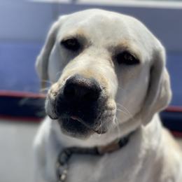 Henry - Labrador Retriever