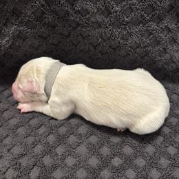 Gray Collar - Gold male Border Collie puppy in Gadsden, Alabama from Collie Wood Hills