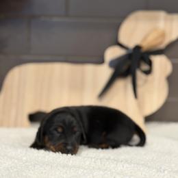 Eloise - Black and tan female Dachshund puppy in Agua Dulce, Texas from Sunny EP Weenies
