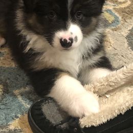 Australian Shepherd Puppies from Point Break