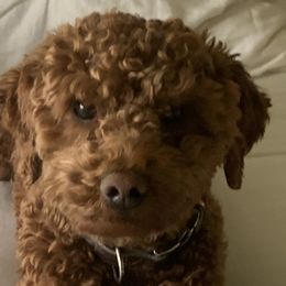 Goldendoodles from Doodle Do & Company