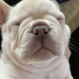French Bulldog Puppies from 1011 French Bulldogs