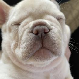 French Bulldog Puppies from 1011 French Bulldogs
