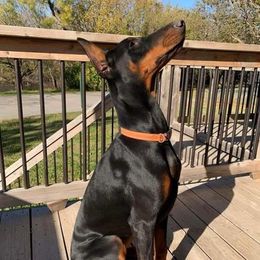 Doberman Pinscher All Grown Up from SolStorm Dobermanns