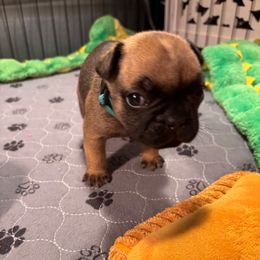 Teddy - Fawn French Bulldog puppy in Neenah, Wisconsin from Mimosa Acres French Bulldogs LLC