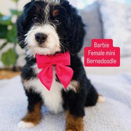 Sky - Tri-color female Bernedoodle puppy in Port Orange, Florida from Royal doodles of Florida
