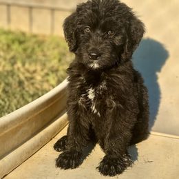 Beretta M - Black male Labradoodle puppy in Kingston, Georgia from CC Familydoodles