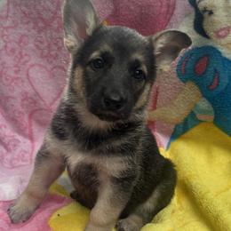 Freya - Black and cream female German Shepherd puppy in Perkasie, Pennsylvania from Twila Ruth Herot