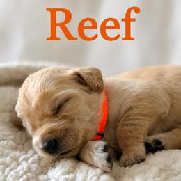 Reef - Light golden male Golden Retriever puppy in San Bernardino, California from Thegoldendreams1