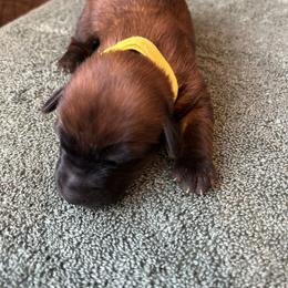 Girl 4 - female Soft Coated Wheaten Terrier puppy in Cody, Wyoming from Yellowstone Breeders