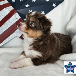 Toy Australian Shepherd Puppies from Reflections of Star Crest Kennel
