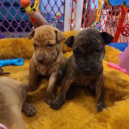 Vietnamese Phu Quoc Ridgeback puppies from Vietnamese Phu Quoc Ridgeback Dogs of Southern California