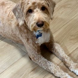 Piper - Australian Labradoodle