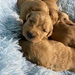 Golden Retriever Puppies from DeClercks Goldens