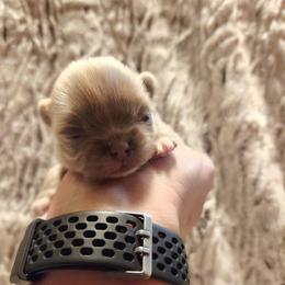Tiny lilac boy - Chocolate blue male Chihuahua puppy in Richmond, Virginia from Breens