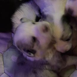 Girl 1 - female Cardigan Welsh Corgi puppy in Dade City, Florida from Red White & Bluie Corgi