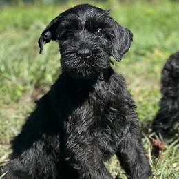 Cropped female - Black female Giant Schnauzer puppy in Lithia, Florida from Elegy Kennels