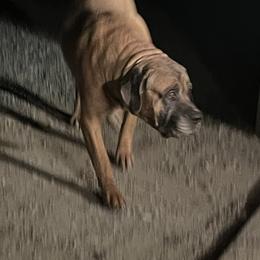 Buddy - Cane Corso