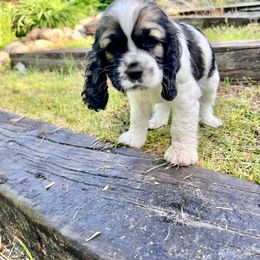 Cocker Spaniel Puppies from Sylvan Acres Spaniels