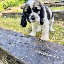 Cocker Spaniel Puppies from Sylvan Acres Spaniels