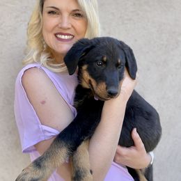 Beauceron Puppies from Trésor de Beauté Beaucerons