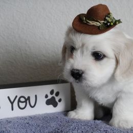 Coton de Tulear Puppies from Buttercup Cotons of Texas