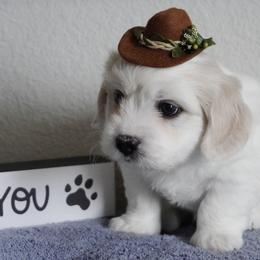 Coton de Tulear Puppies from Buttercup Cotons of Texas