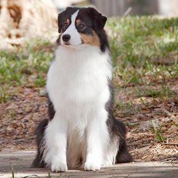 Tenshi - Australian Shepherd