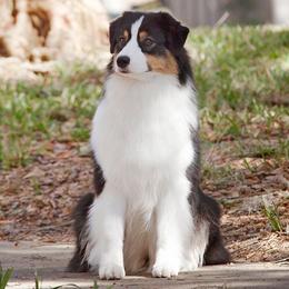 Tenshi - Australian Shepherd