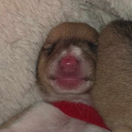 Red Boy - Sable and white male Collie puppy in Amherst, Virginia from Clearvu Kennels