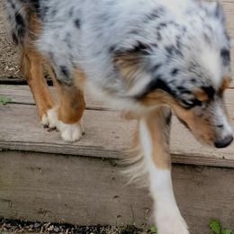 MIchie - Miniature American Shepherd