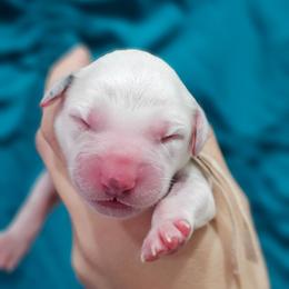 Persephone - White and black female Dalmatian puppy in Gray, Georgia from Fuller Spots