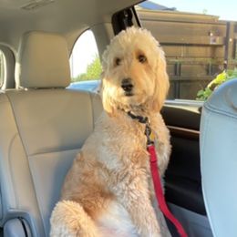 Charlee - Goldendoodle