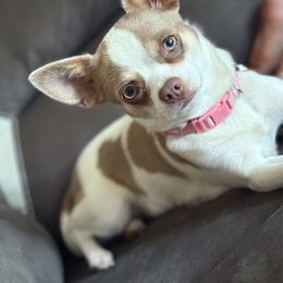 Silo - Chihuahua