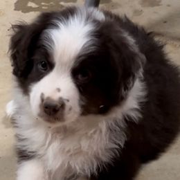 Miniature American Shepherds, Miniature Australian Shepherds, and Toy Australian Shepherds from Bluebonnet Miniature American Shepherds