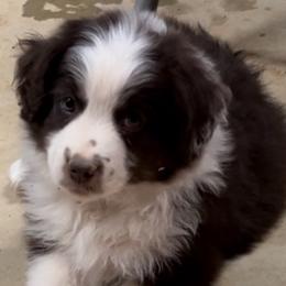 Miniature American Shepherds, Miniature Australian Shepherds, and Toy Australian Shepherds from Bluebonnet Miniature American Shepherds