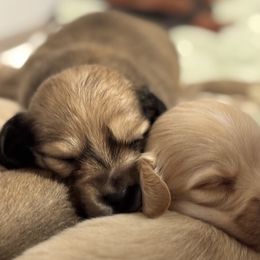 Dachshunds from Denali Mini Dachshunds