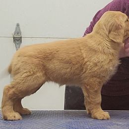 Golden Retriever Puppies from KM Golden Retrievers